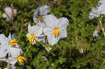 Sticky nightshade